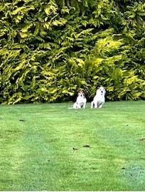 Adorable terriers, Ted and Jake