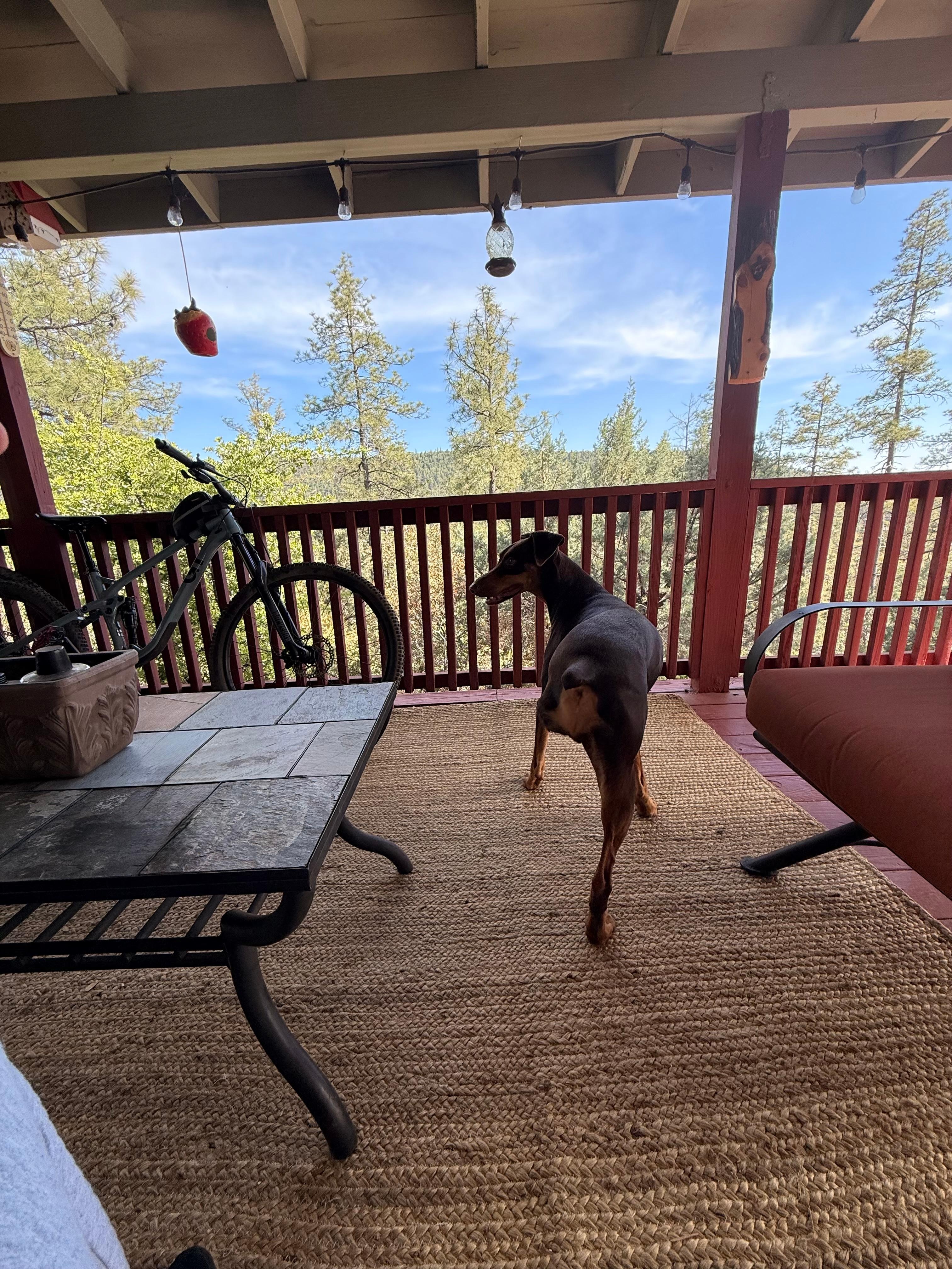 Even Louie enjoyed the view