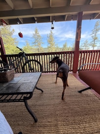 Even Louie enjoyed the view