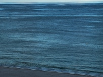 See the dolphin?