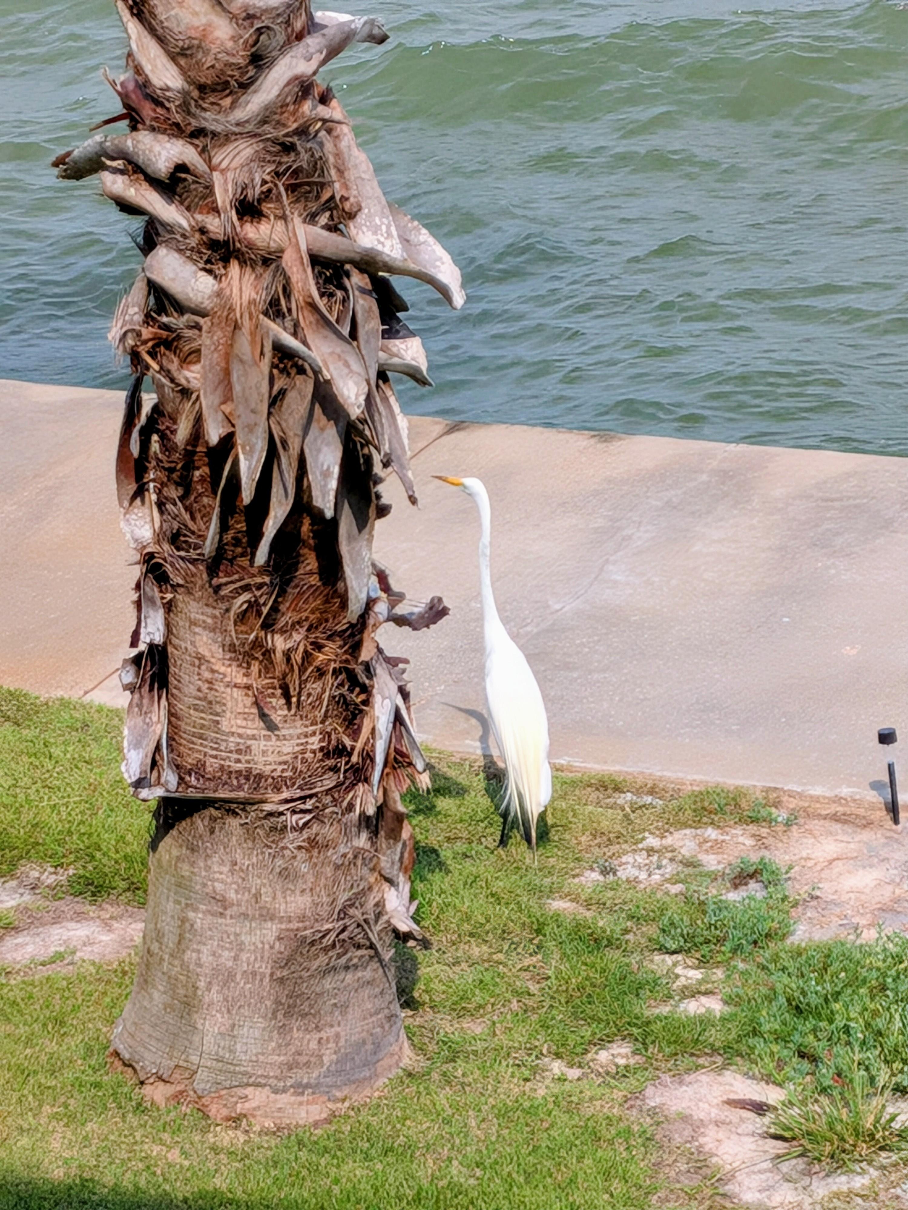 Great Egret below our balcony.