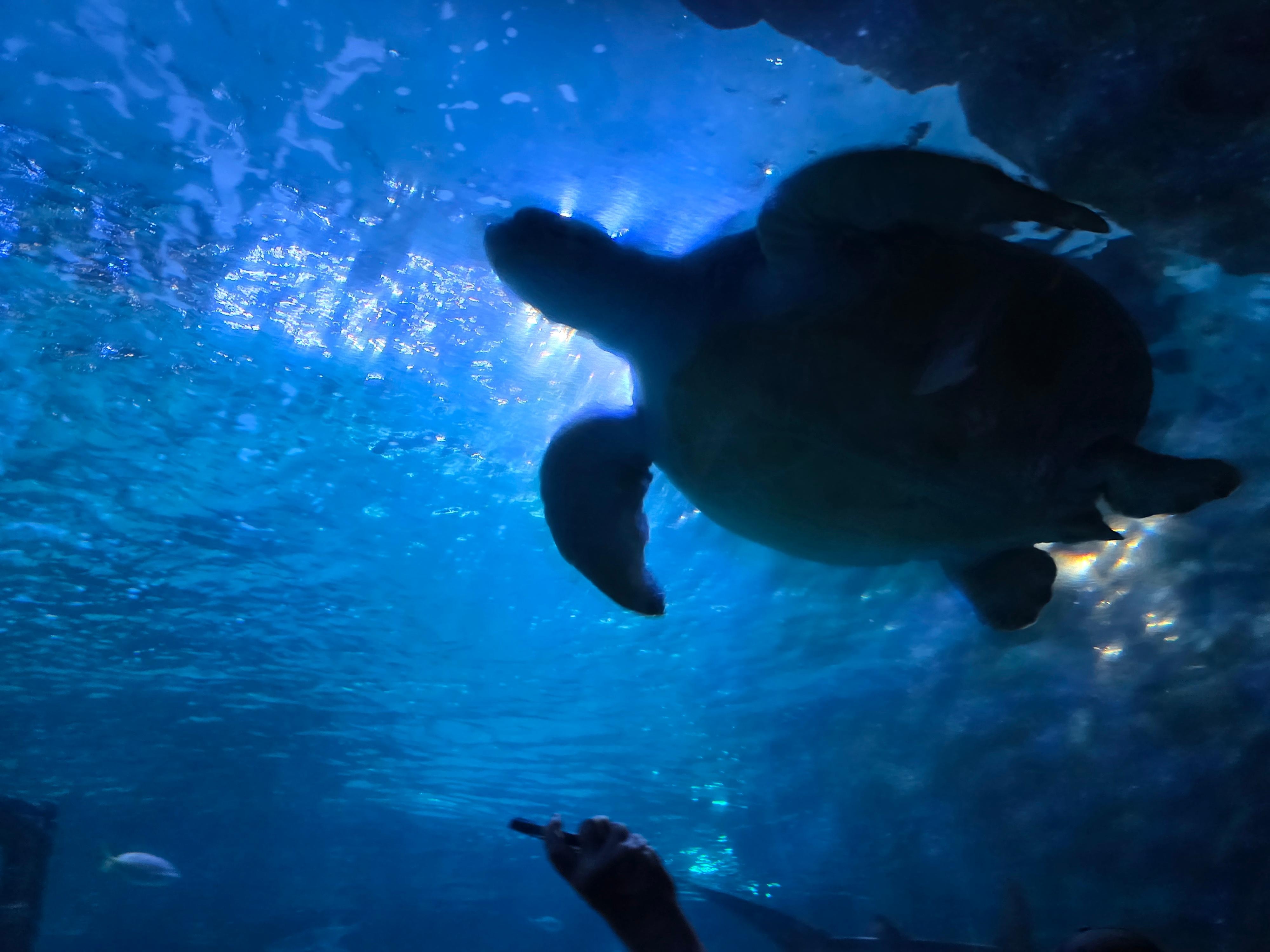 Ripleys Aquarium
