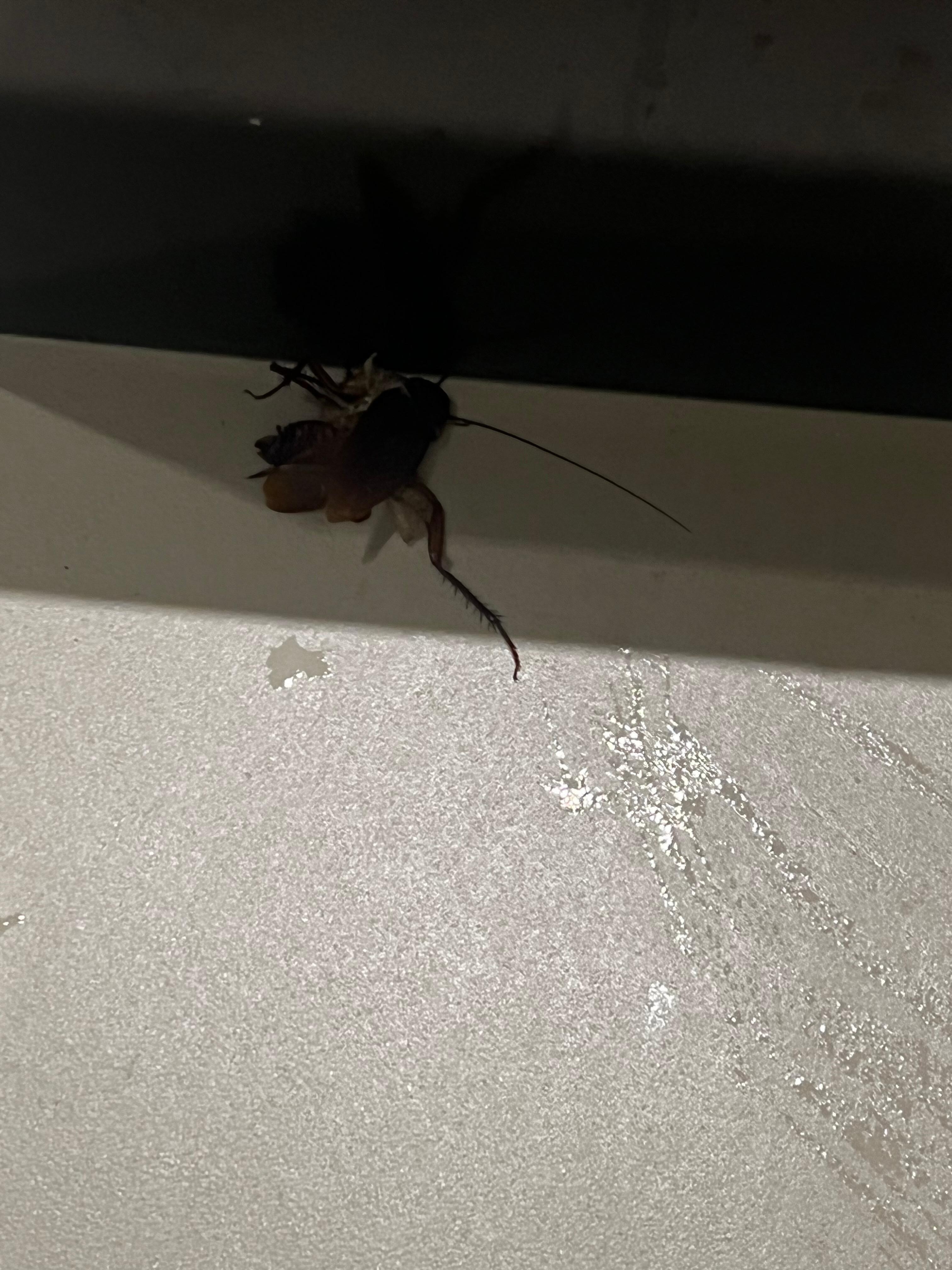 Bug in our room
