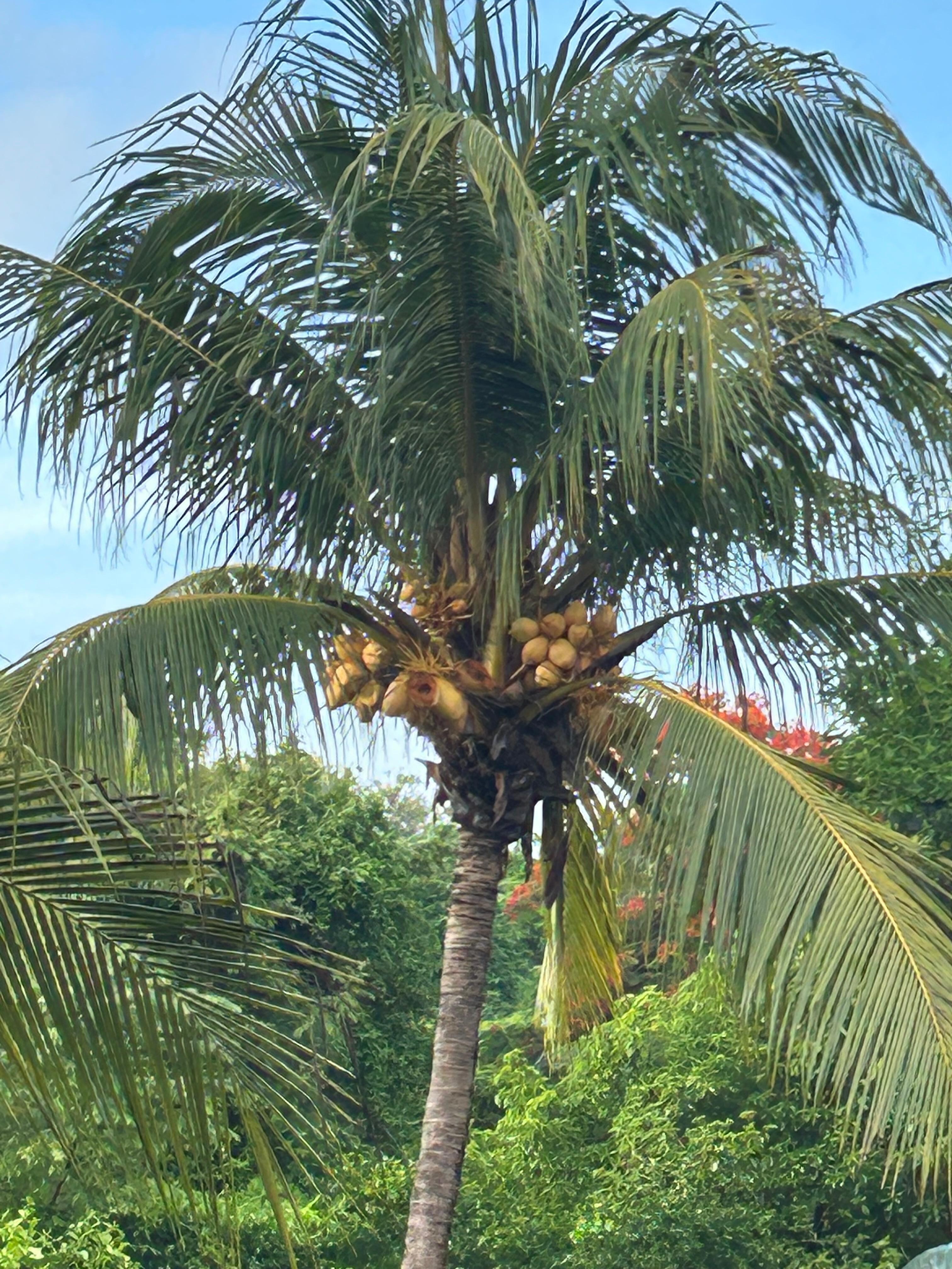 Tree on property 