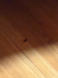 The cockroach in question. I was not about to get close to that bed since it scurried under there. Who knows if there were bed bugs, mold, or more roaches because I did not even bother stepping further into that room.