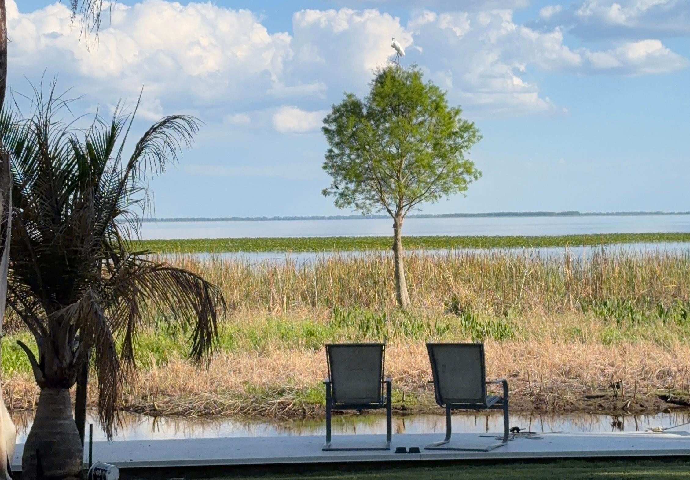 This is the gorgeous few from the house.  Every night there is a different bird that takes the perch spot of the tree.  