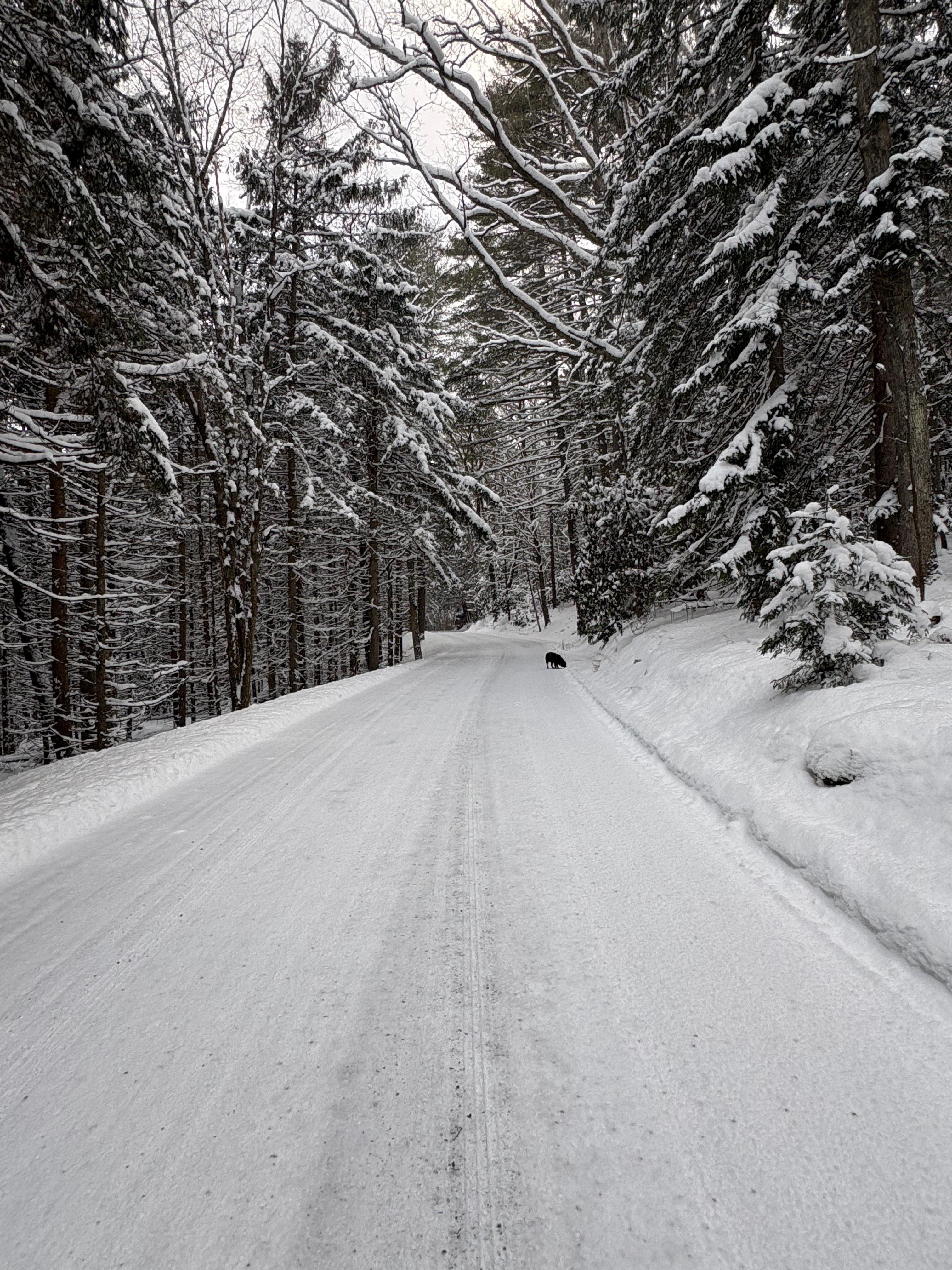 Another pic of Clear Creek. We got about 10” of snow…. gorgeous scenery!