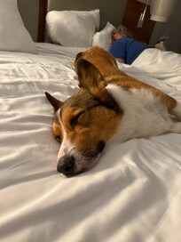 King Tut loved the cozy bed
