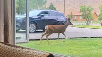 Local wildlife in the front yard
