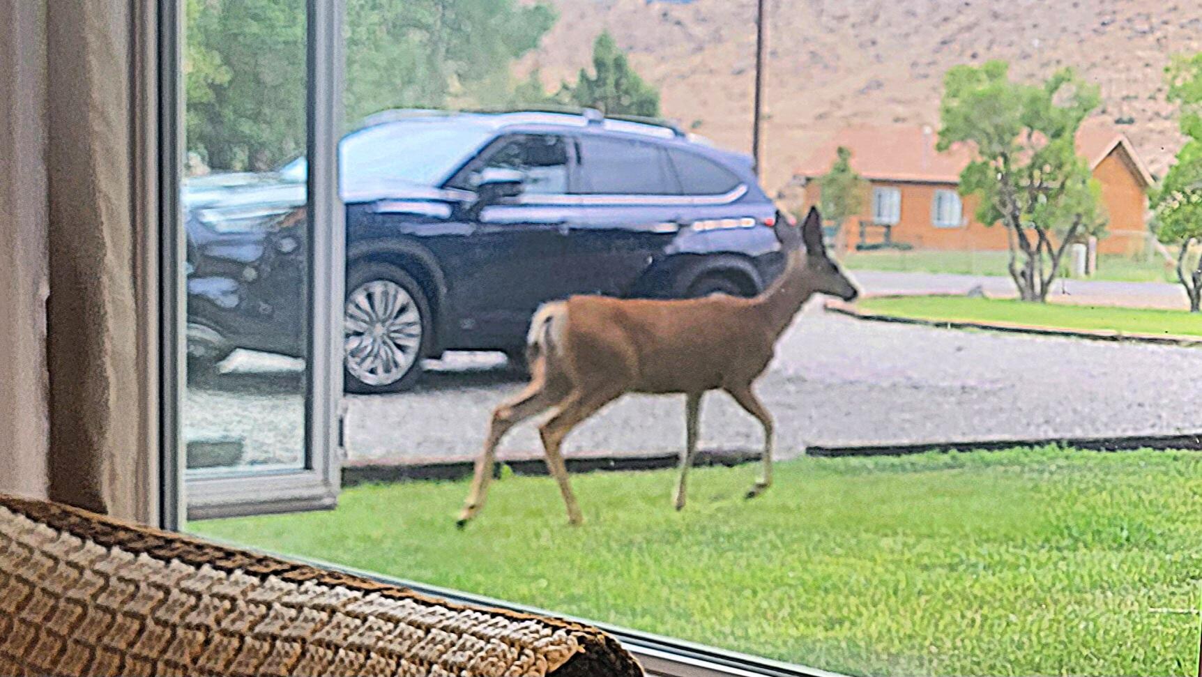 Local wildlife in the front yard