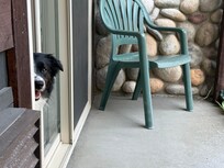 Riggins the Aussie, named after the town.