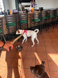 Pet friendly bar!!!! Love this!