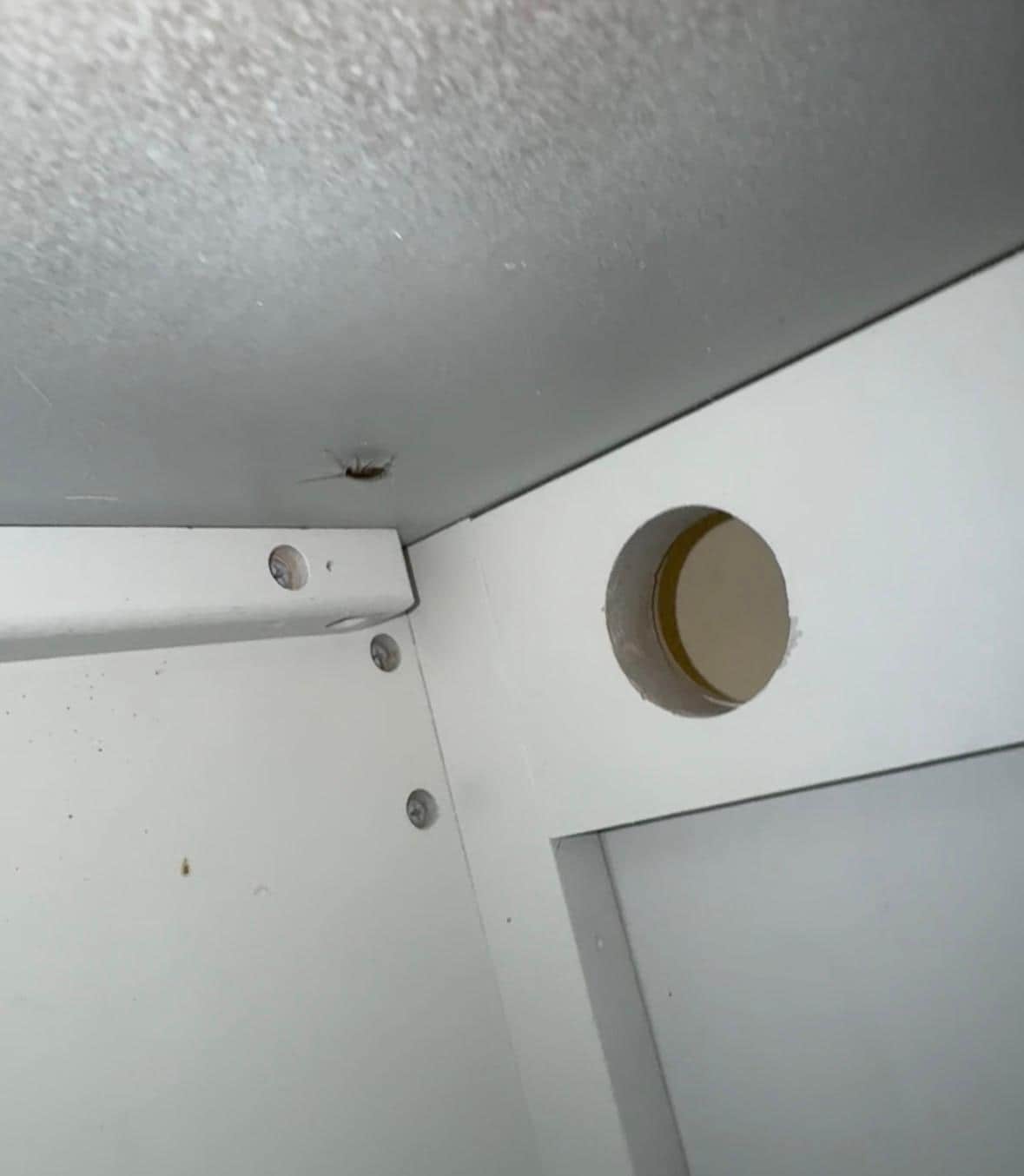 The only roach that didn’t immediately hide when I opened the cabinet in my room.