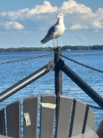 Relaxing by the water with our feathered friend.