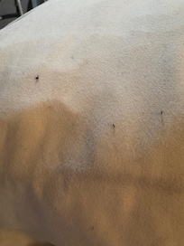 Pillow was not clean
