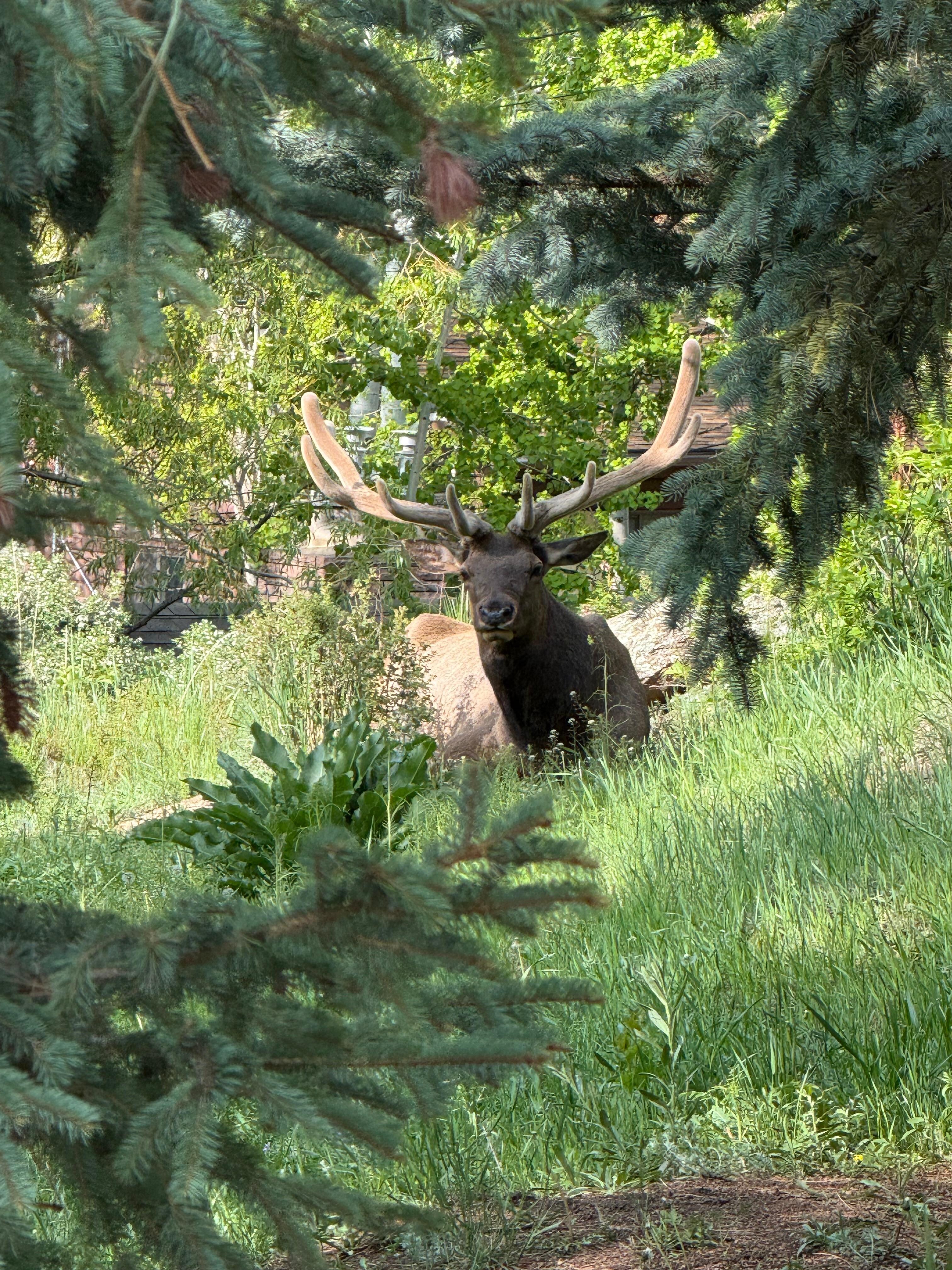 Antlered visitor