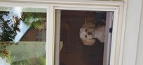 Daizy loves her surveillance duties!