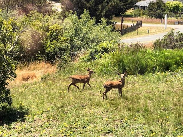 Deer babies from the living room window