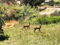 Deer babies from the living room window