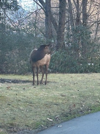 One of a group of 5 we saw every day. This time right next to the drive.