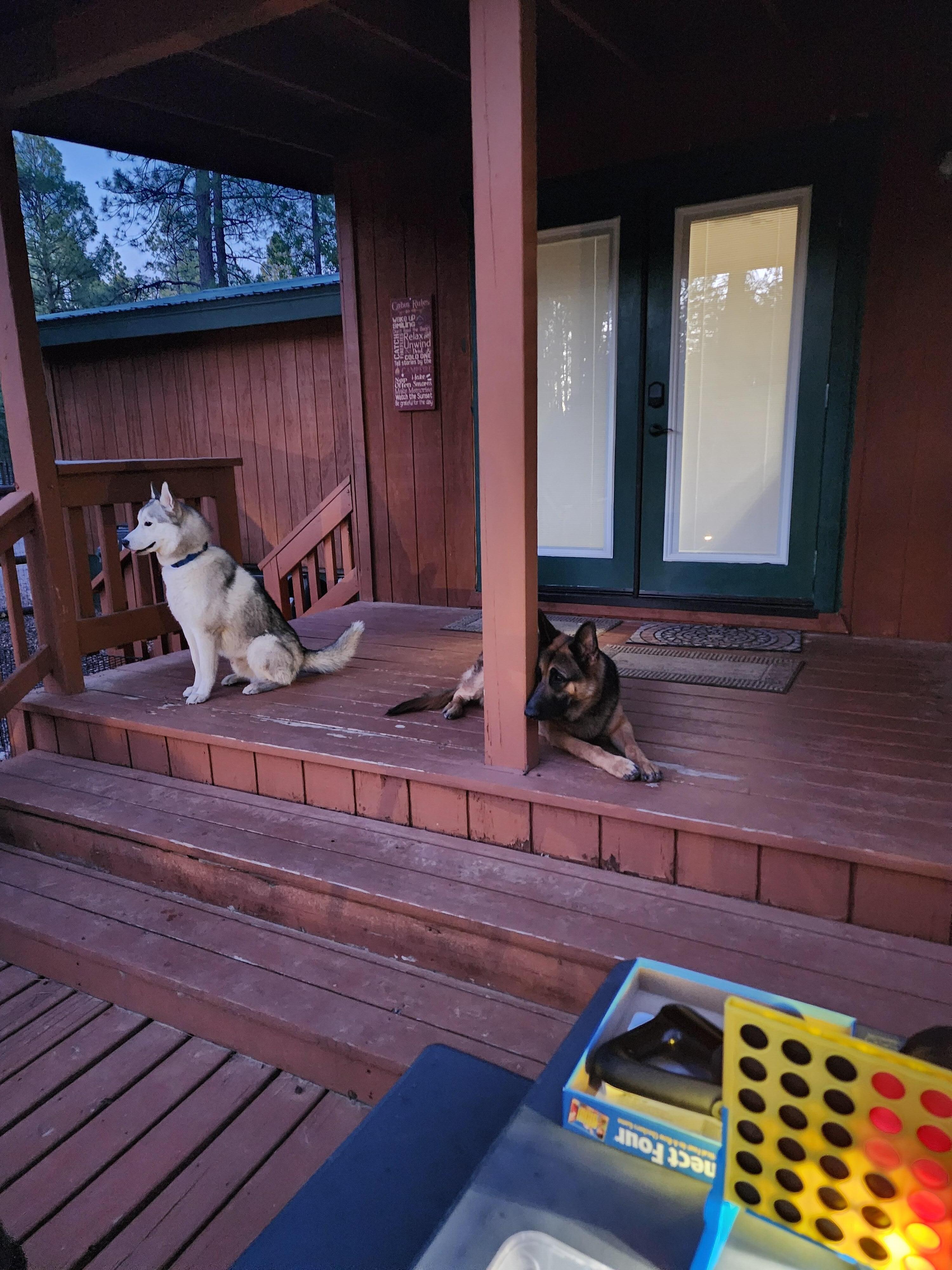 Our dogs chilling on the back porch