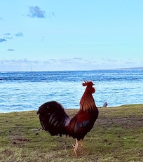 It was fun to see chickens everywhere. They do crow at all hours of the night though! So bring some earplugs. They are all over the Island