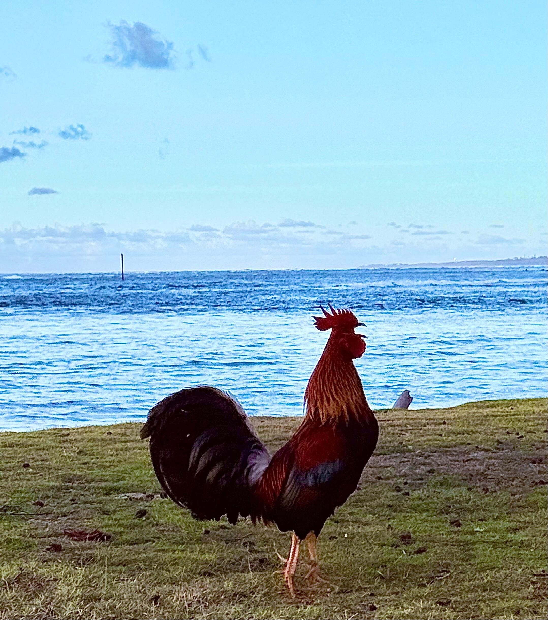 It was fun to see chickens everywhere. They do crow at all hours of the night though! So bring some earplugs. They are all over the Island