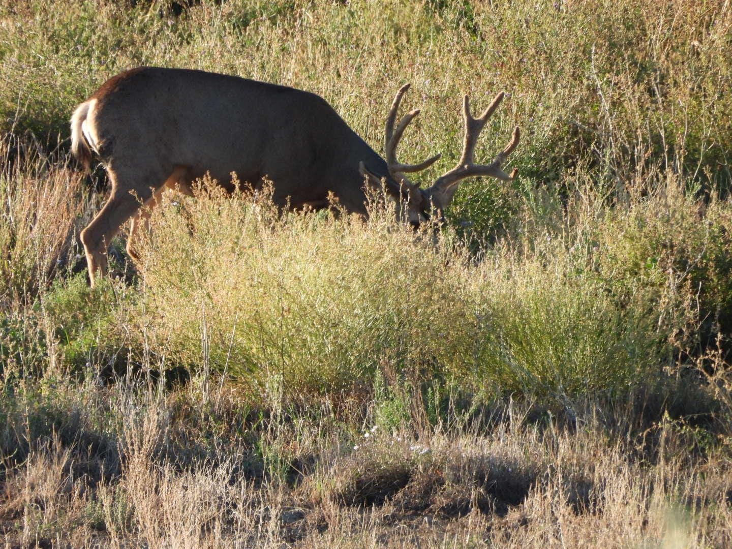 Daily visits from from the mule deer