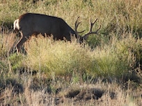 Daily visits from from the mule deer