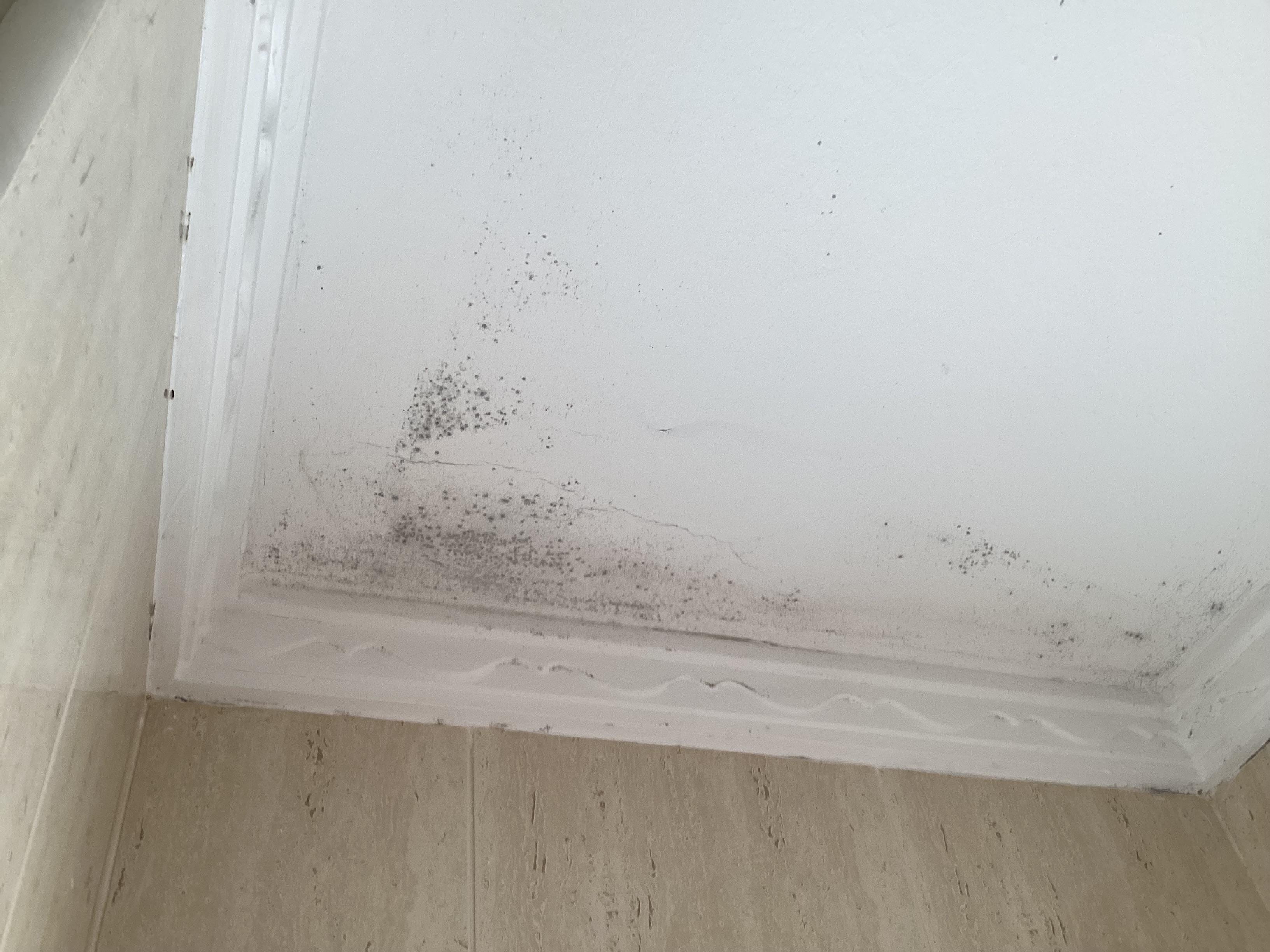 Black Mould on bathroom ceiling