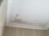 Black Mould on bathroom ceiling