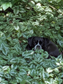 Grateful they allow pets. Georgie is part of the family. He loved his vacation 😍