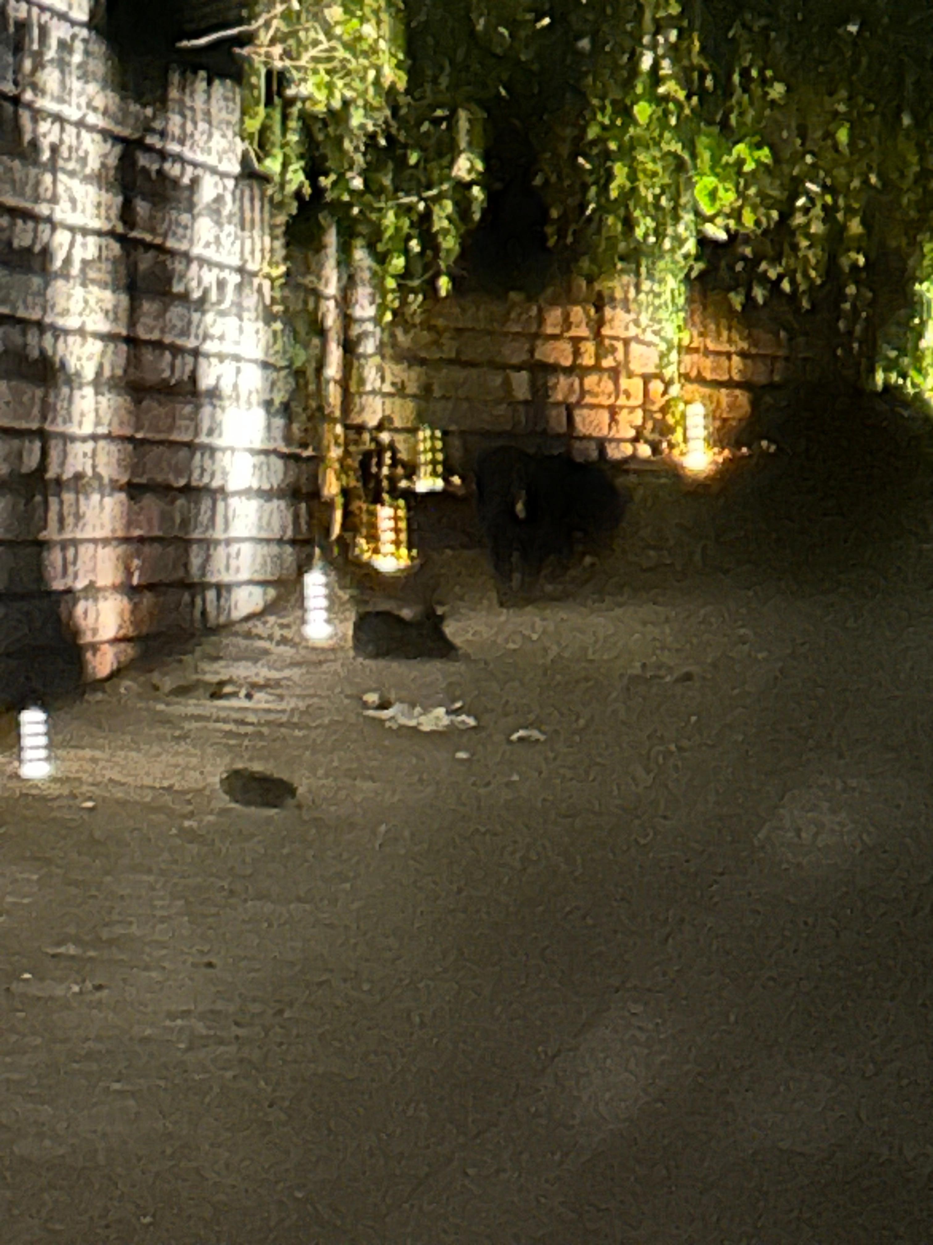 Momma and 2 cubs got into 3 cars and got a back pack with pre work out in it