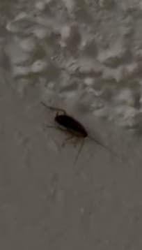 Third roach