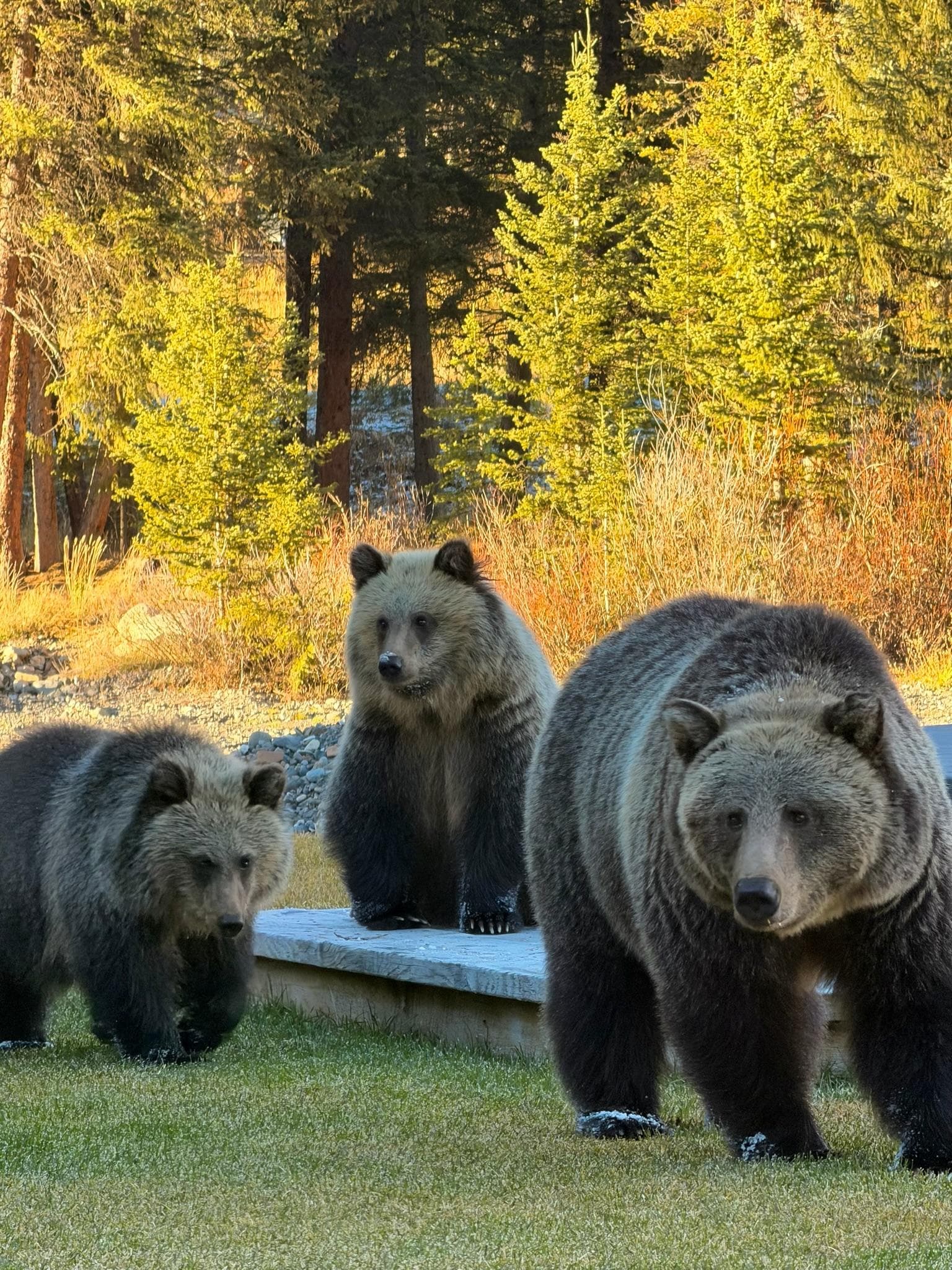 Grizzlies near the jacuzzi!