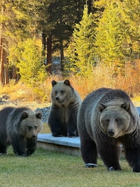 Grizzlies near the jacuzzi!