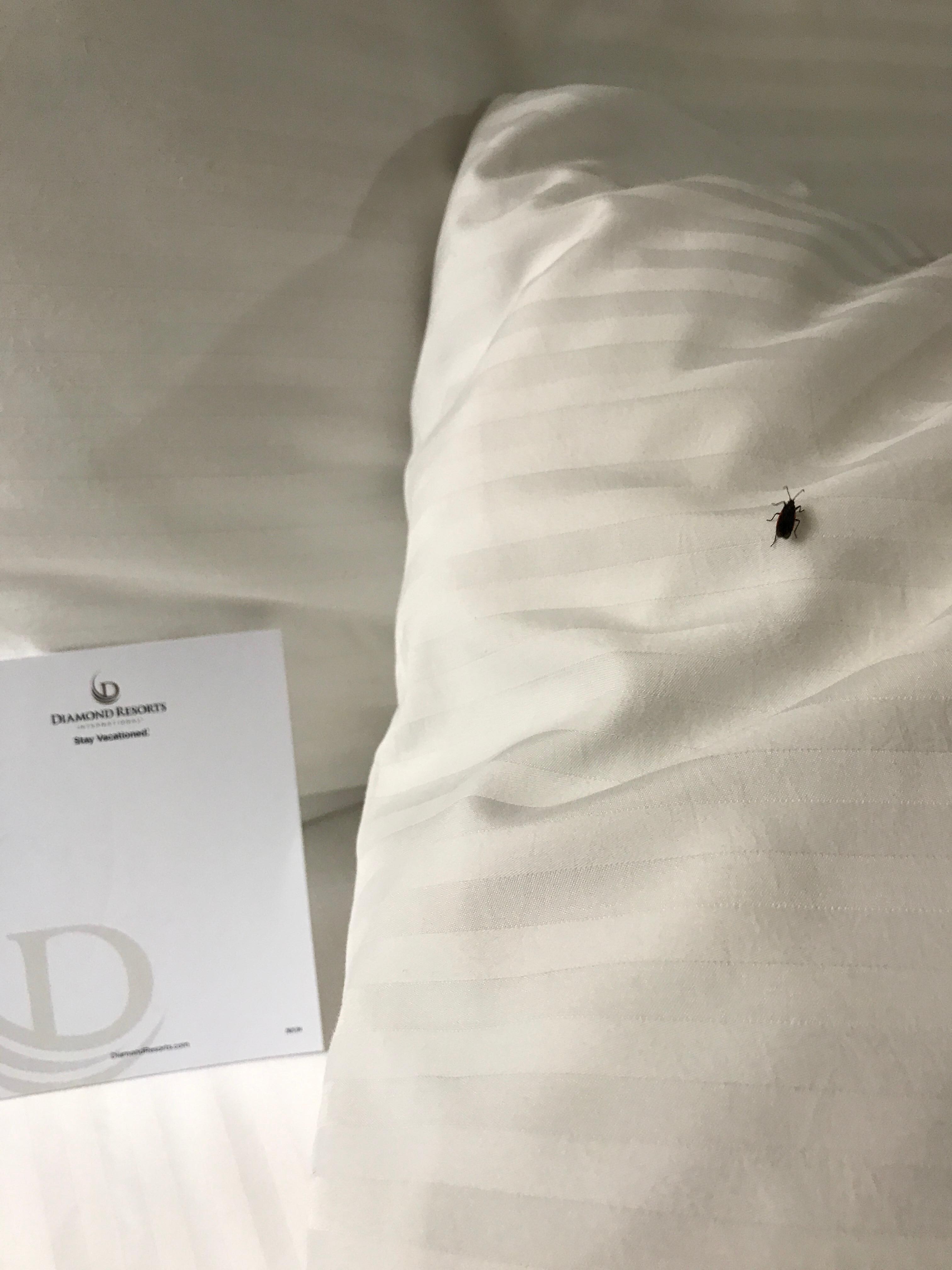 Lots of bugs