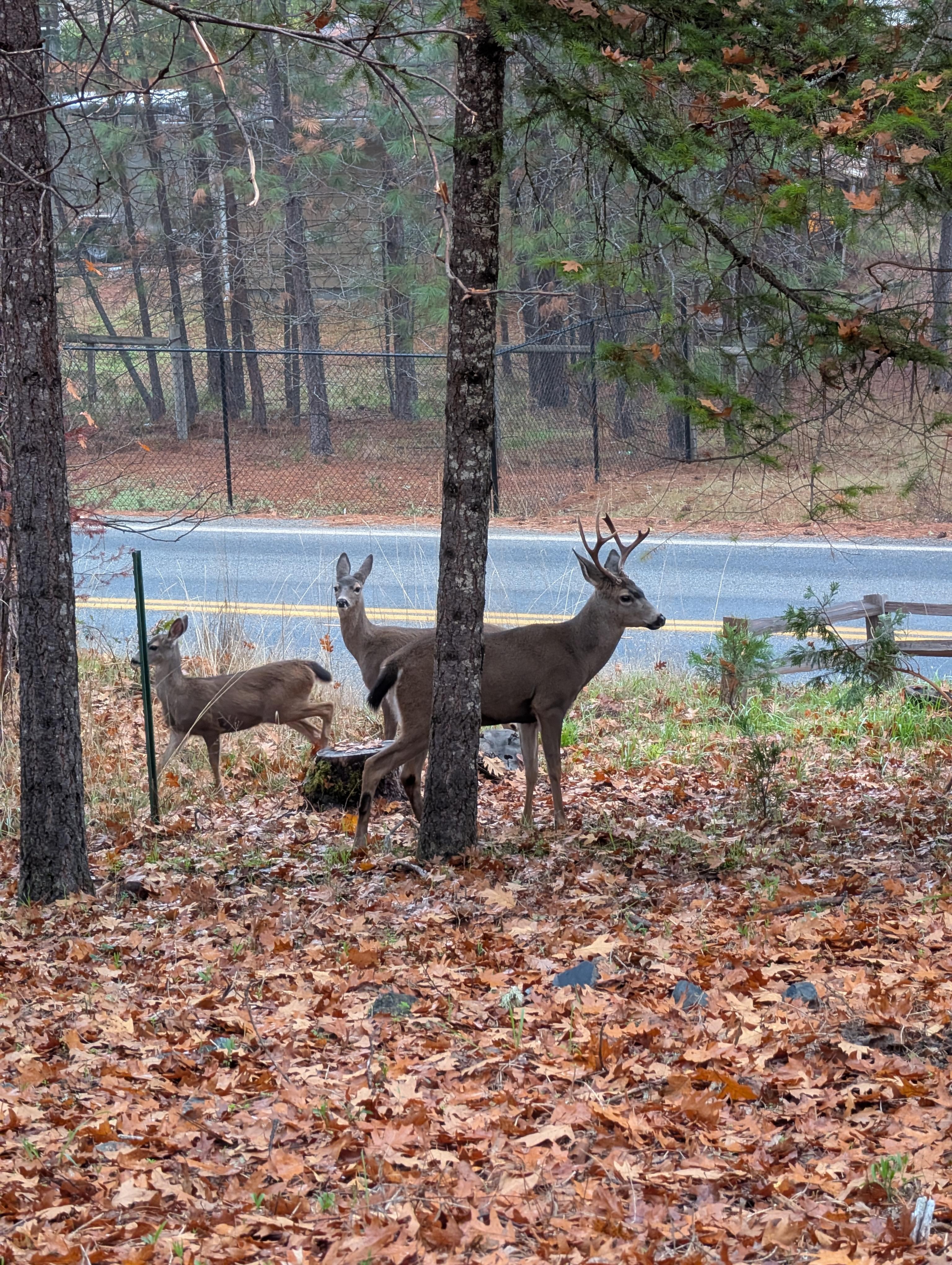 Family of deer visiting early morning