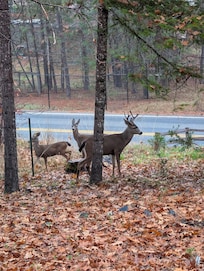Family of deer visiting early morning