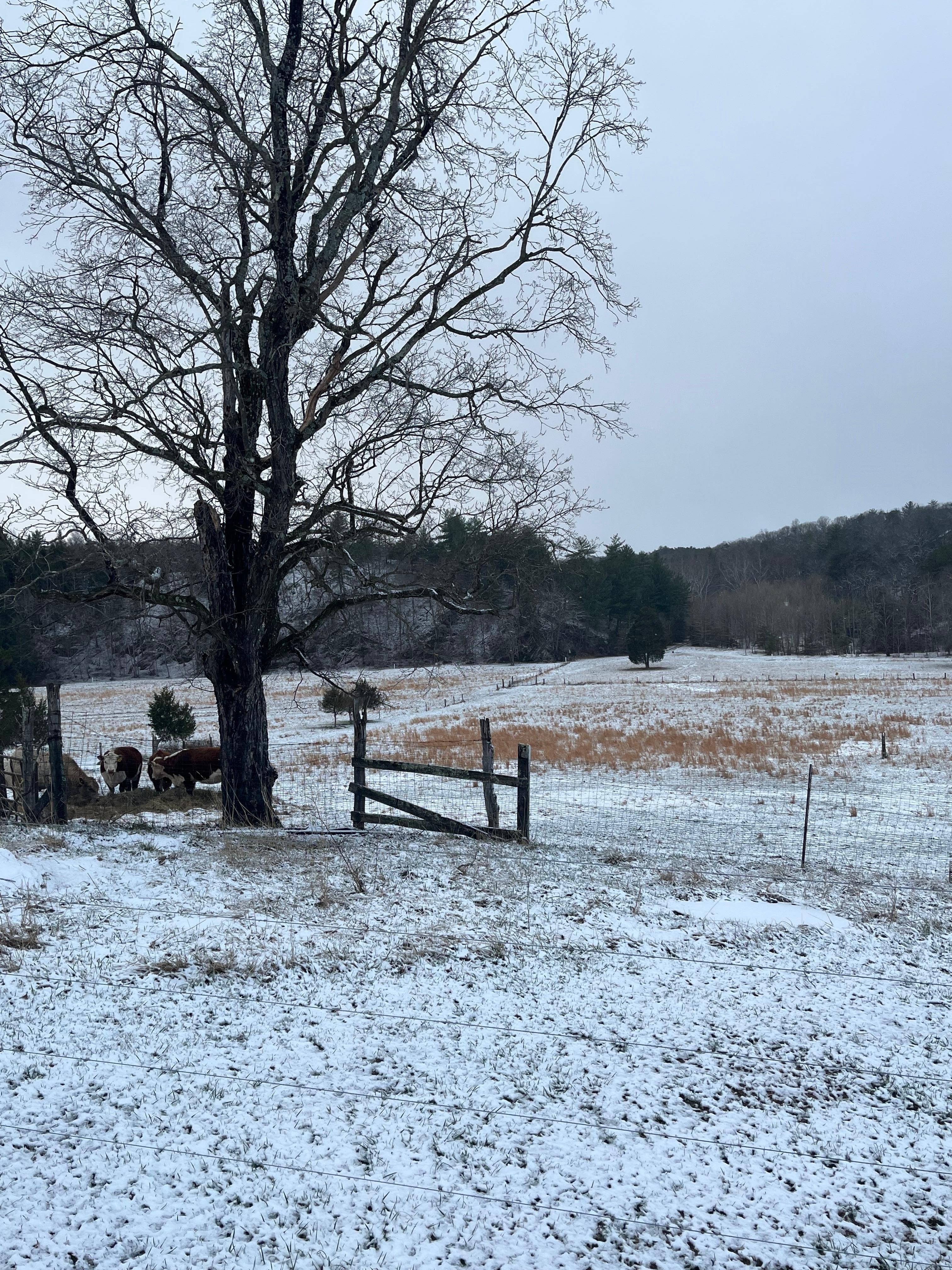 Beautiful snowy day at the farm