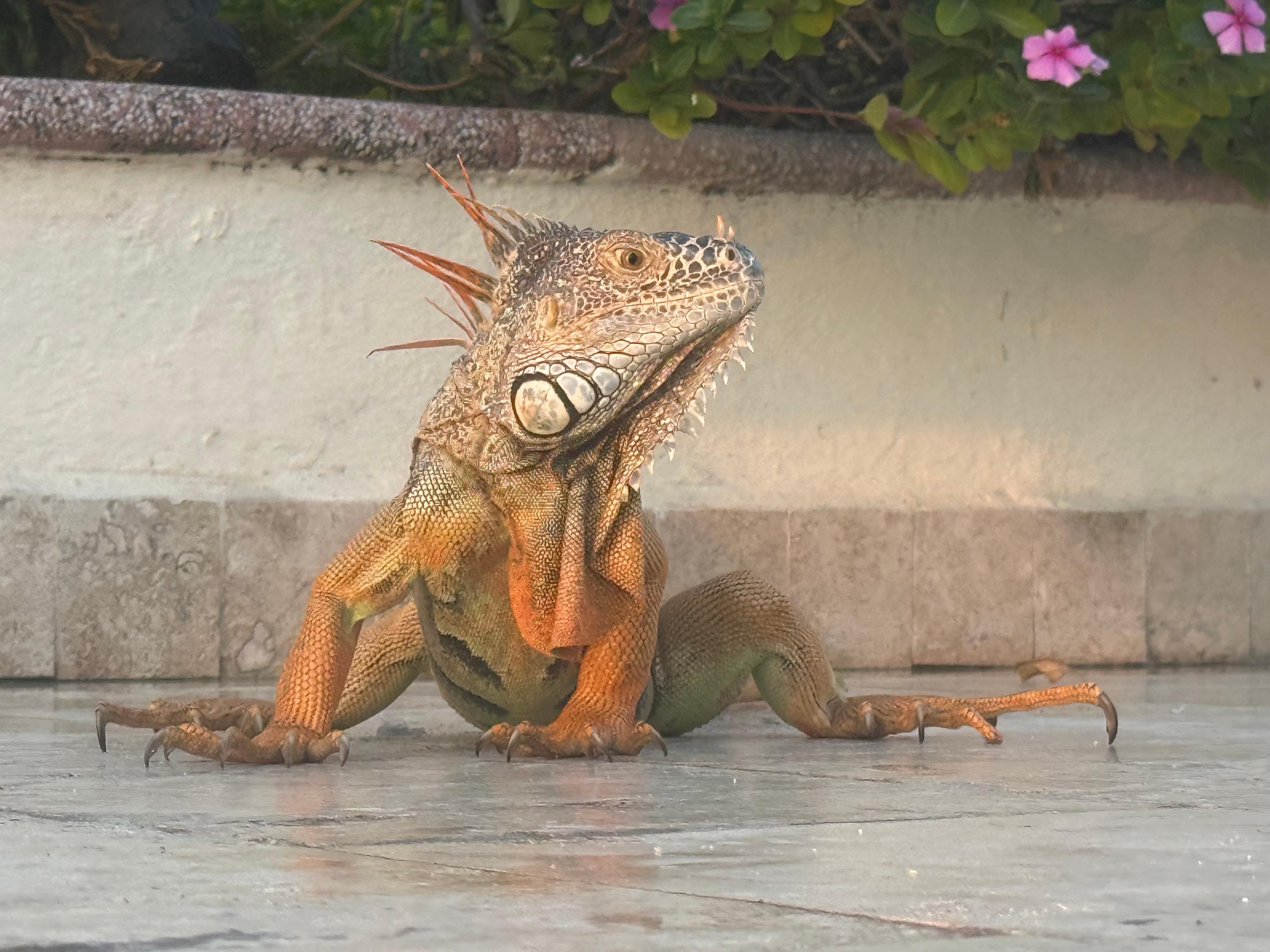 Resident iguana that swims in the main pool.