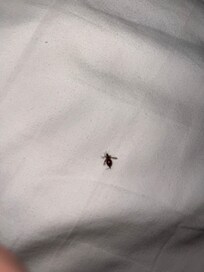 Dead bugs in bed