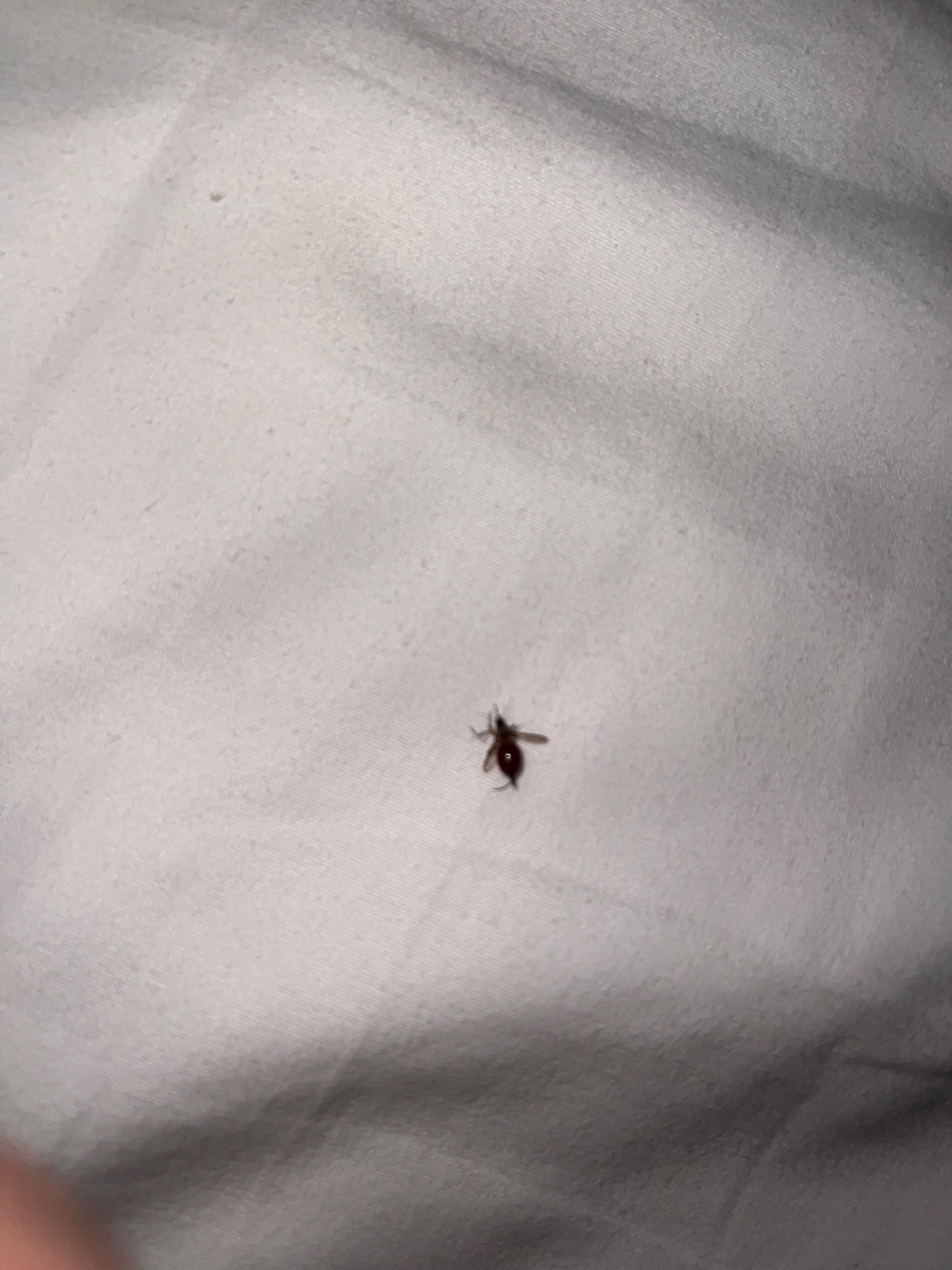 Dead bugs in bed