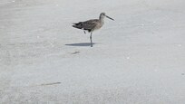 Johnny One Leg (that's what we called him) guards the beach and no one messes with him.
