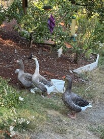 Their 3 geese are real characters