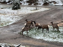 Elk in front yard