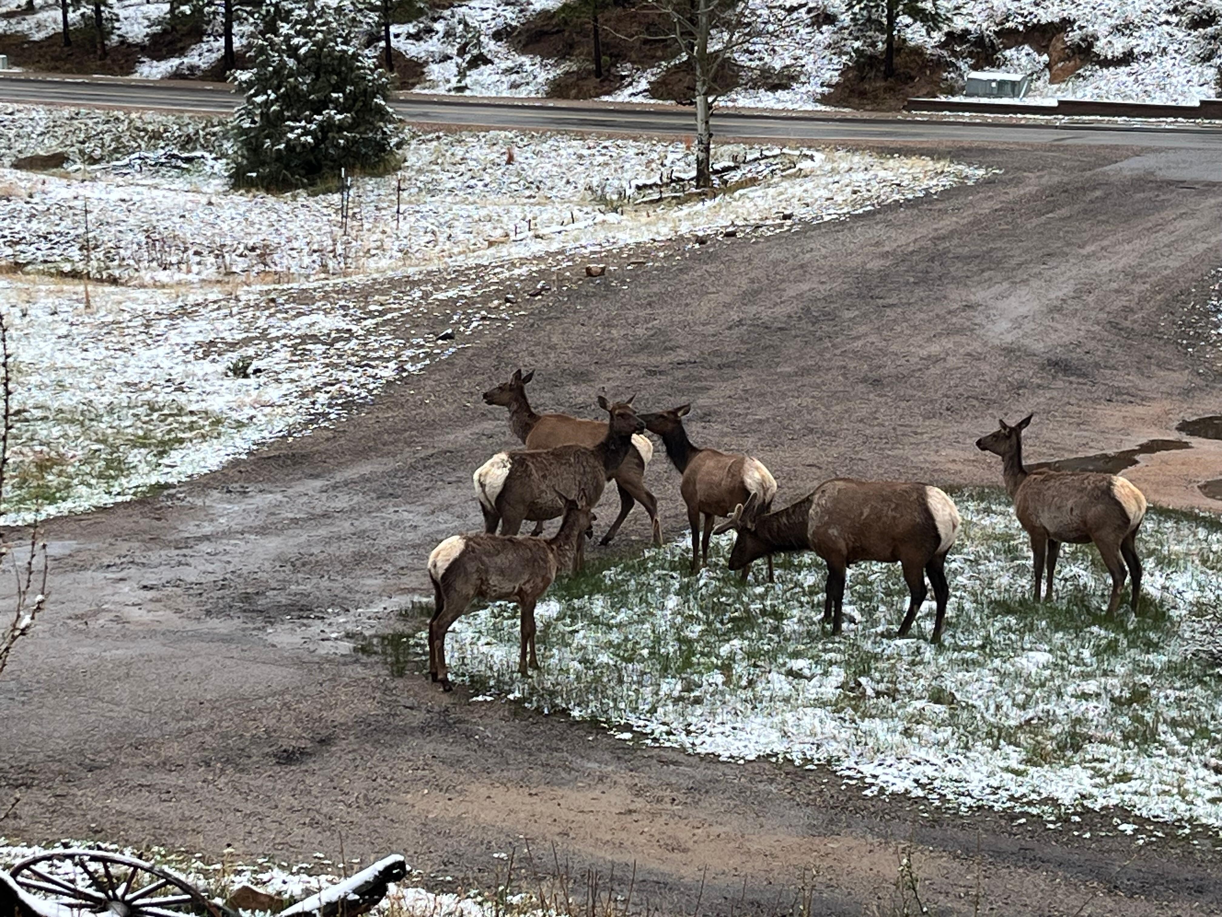 Elk in front yard 
