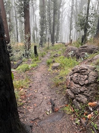 Mount Buangor State Forrest Walk.