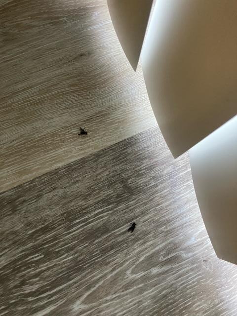 Bugs on the floor