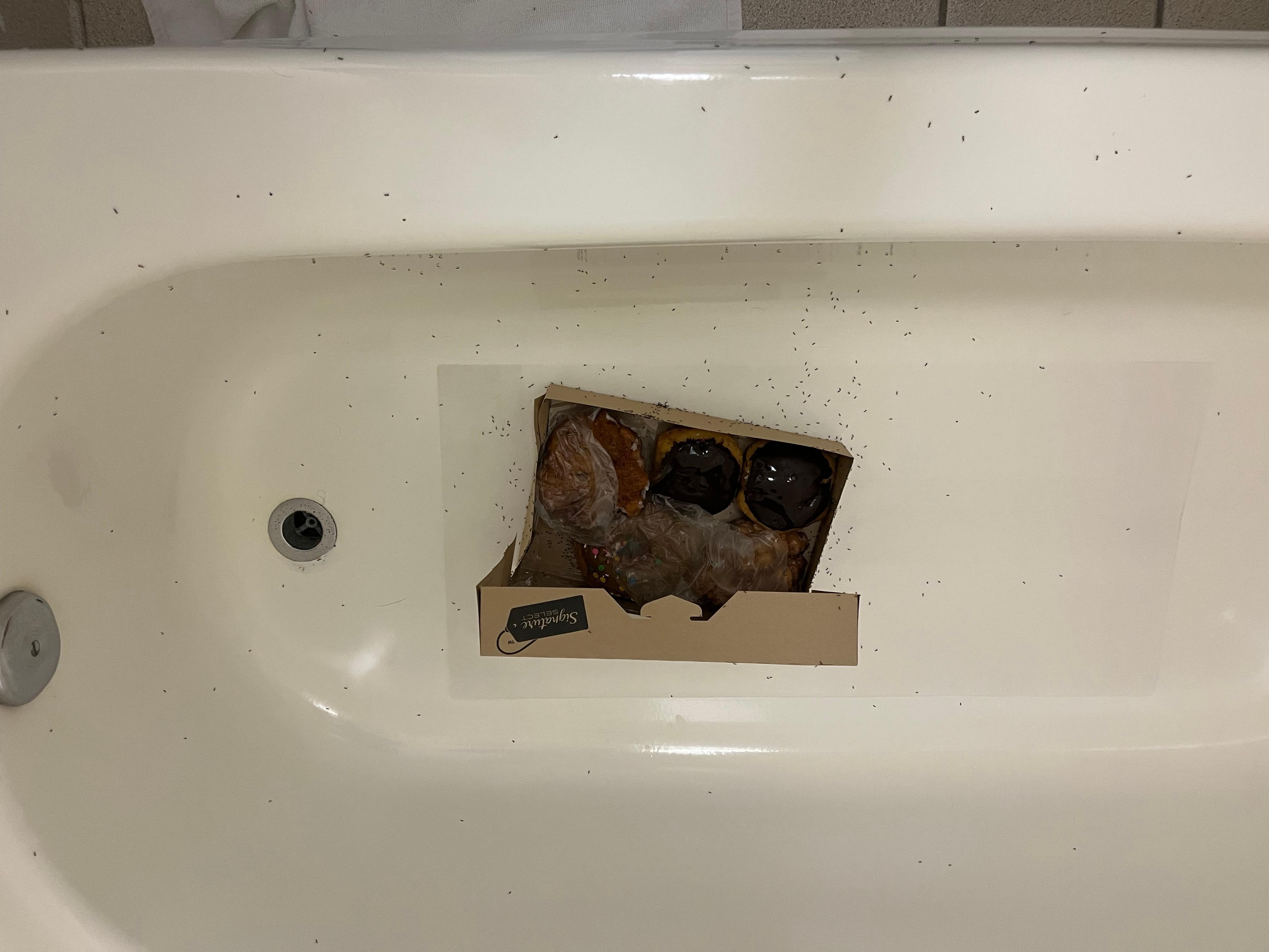 More Ants! We threw the donut box in the tub as it was completely covered with them.